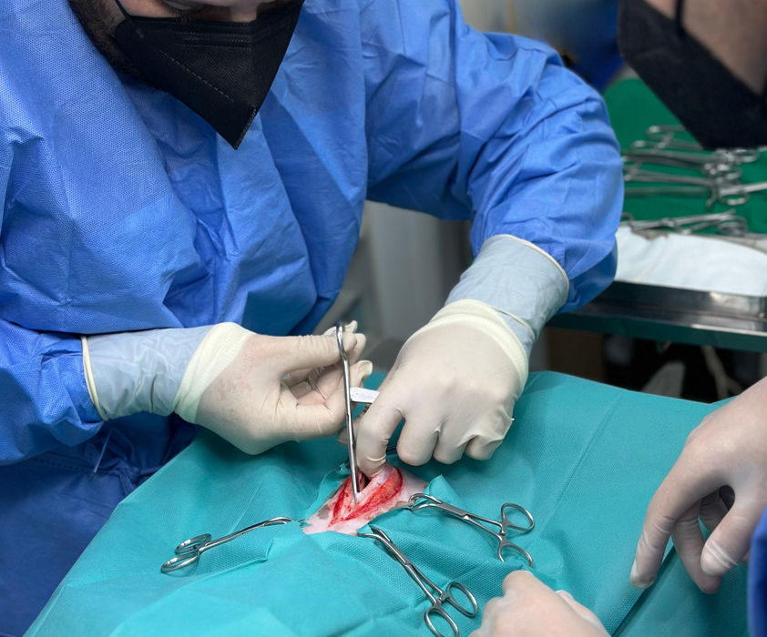 Cirugia de tejidos blandos veterinarios