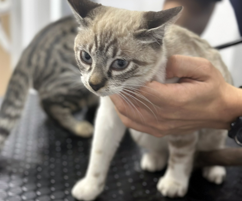 Cuidados preventivos veterinarios