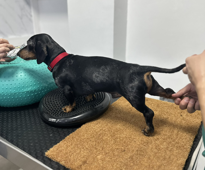 Fisioterapia veterinaria