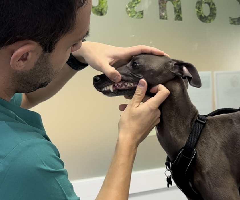Odontologia veterinaria