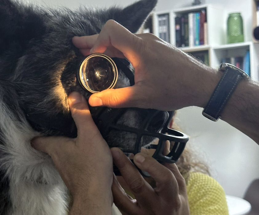 Oftalmologia veterinaria