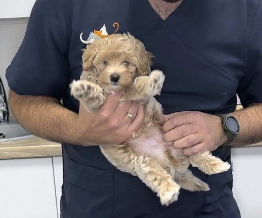 Medicina interna veterinaria