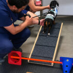 Teckel realizando ejercicios de fisioterapia canina tras cirugía de hernia discal en Clínica Veterinaria Mamíferos Jaén