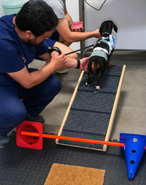 Teckel realizando ejercicios de fisioterapia canina tras cirugía de hernia discal en Clínica Veterinaria Mamíferos Jaén